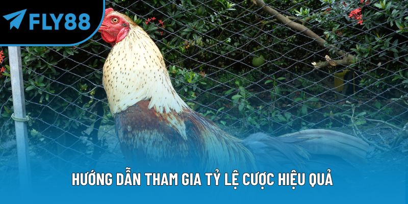 Hướng dẫn tham gia tỷ lệ cược hiệu quả